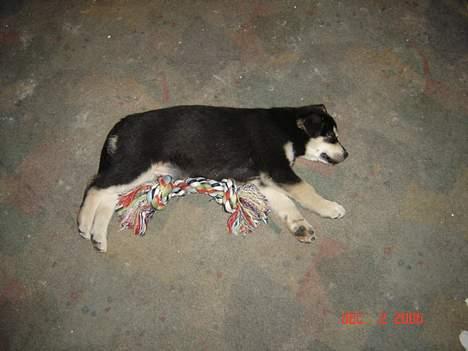 Blanding af racer Tiffany - jeg er gået helt flad.... det er så hårdt og opleve så mange nye ting og så på en dag... billede 4