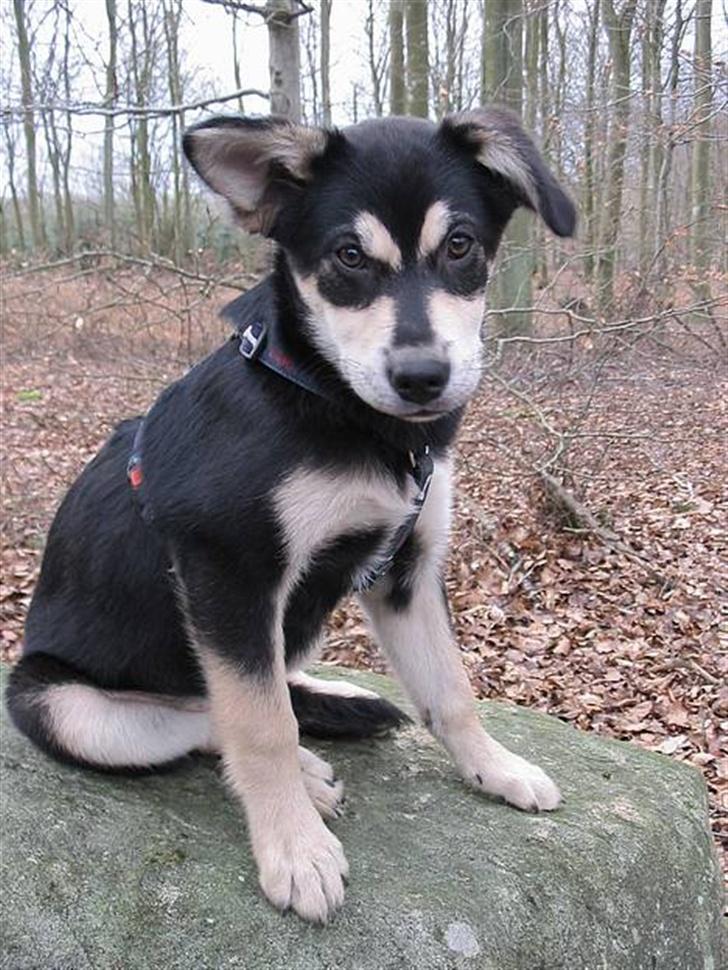 Blanding af racer Tiffany - en tur i skoven d 21/1-07 billede 5