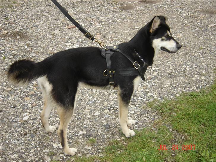 Blanding af racer Tiffany - her er min nye Træksele nu skal jeg bare blive 1 år og så går træningen igang d. 24/7-07 billede 6