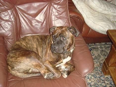 Amerikansk staffordshire terrier Berta billede 11