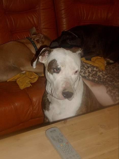 Amerikansk staffordshire terrier Bitte Lady billede 13