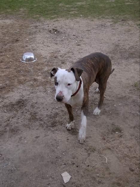 Amerikansk staffordshire terrier Bitte Lady billede 14