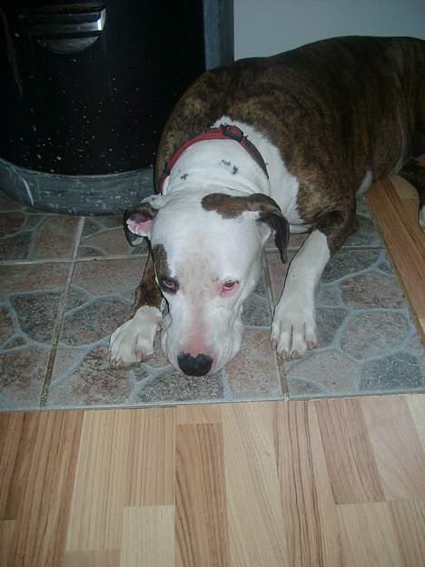 Amerikansk staffordshire terrier Bitte Lady billede 15