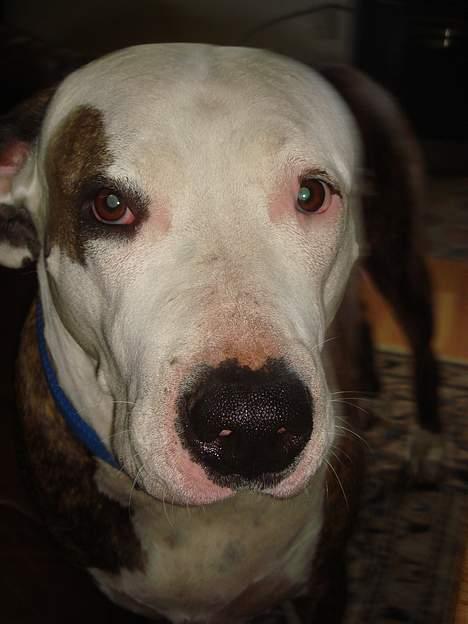 Amerikansk staffordshire terrier Bitte Lady billede 16