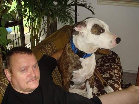 Amerikansk staffordshire terrier Bitte Lady billede 17