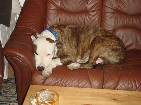 Amerikansk staffordshire terrier Bitte Lady billede 18