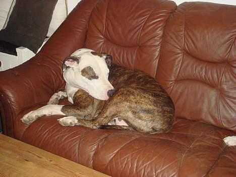 Amerikansk staffordshire terrier Bitte Lady billede 19