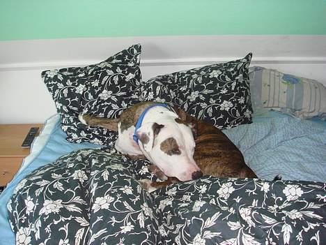 Amerikansk staffordshire terrier Bitte Lady billede 20