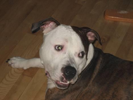 Blanding af racer boss/bosse billede 1