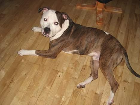 Blanding af racer boss/bosse billede 2