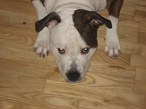 Blanding af racer boss/bosse billede 3