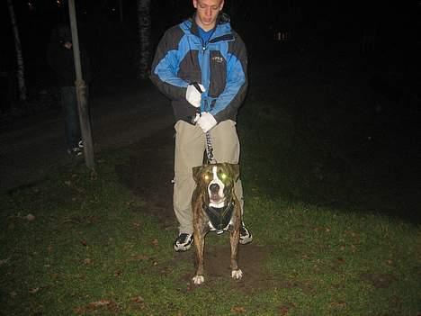 Amerikansk staffordshire terrier Trisdan - mig og far på tur!!! billede 8