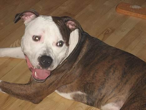 Blanding af racer boss/bosse billede 4