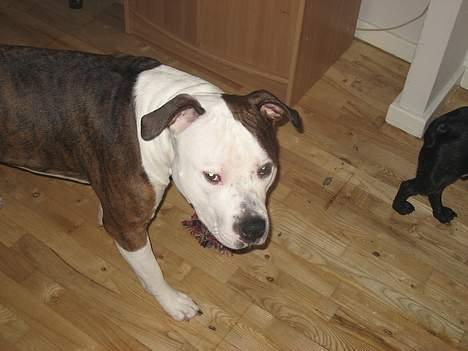 Blanding af racer boss/bosse billede 5