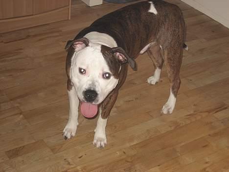 Blanding af racer boss/bosse billede 6