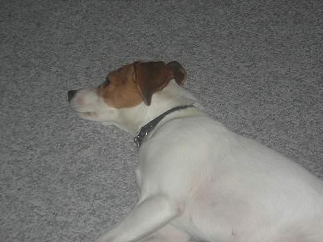 Blanding af racer !....Dolly....­­!­­ - slapper lige af... billede 2