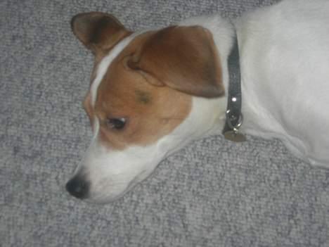 Blanding af racer !....Dolly....­­!­­ - lytter lige lidt med ørene... billede 3