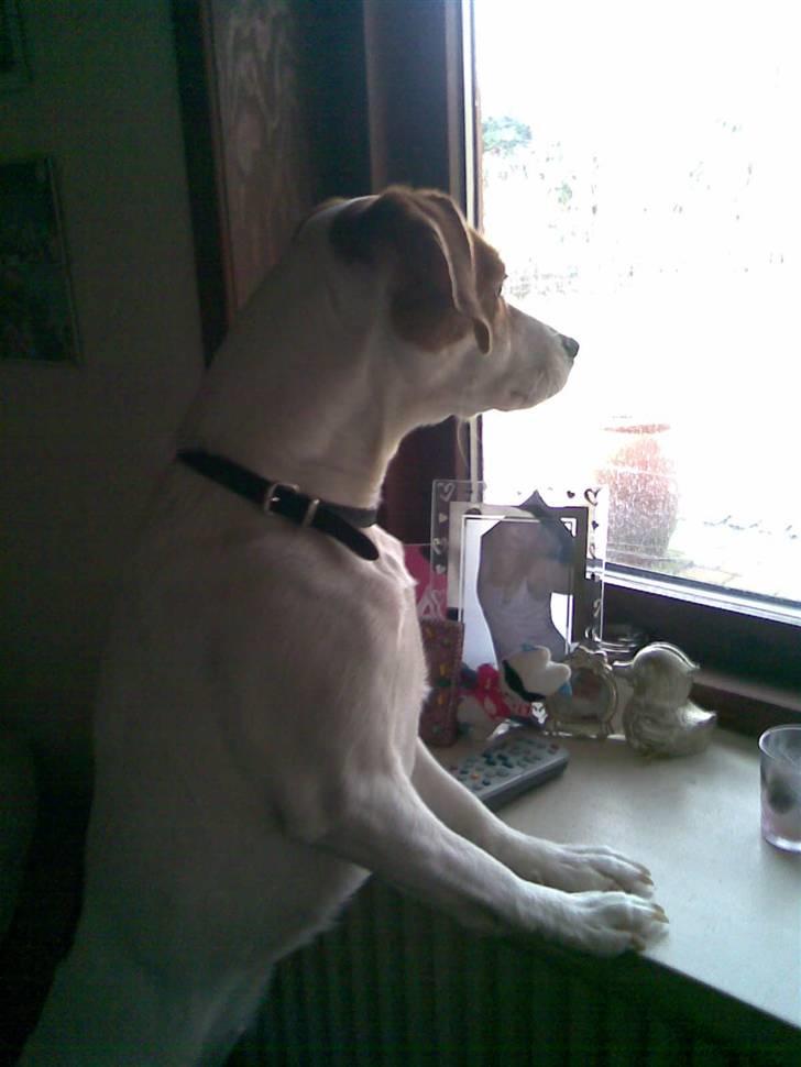 Blanding af racer !....Dolly....­­!­­ - farmand står jo uden for (;´ billede 4