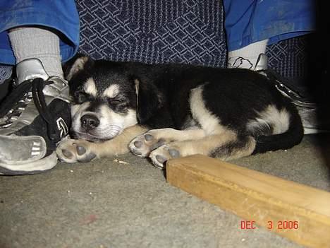 Blanding af racer Tiffany - det er altså hårdt.... :o) zzzzz billede 7