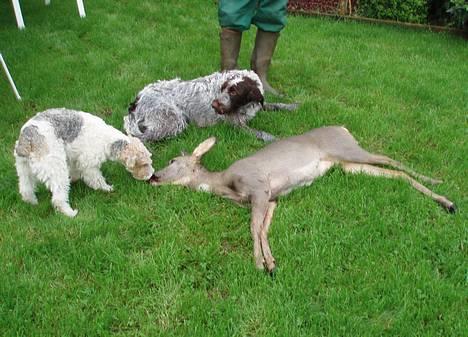 Ruhåret hønsehund Freja. - "Æ-hemm, Ronja... Det er altså MIN..!" billede 14