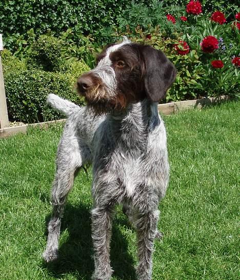 Ruhåret hønsehund Freja. - Blomsterbarn. billede 15