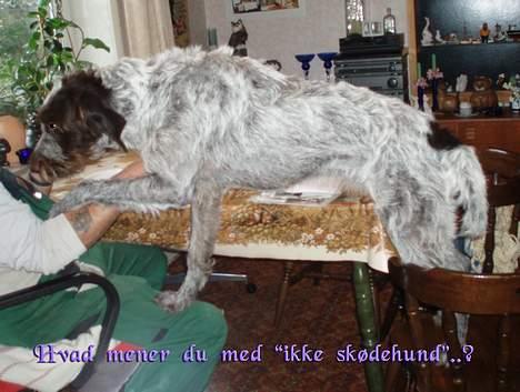 Ruhåret hønsehund Freja. billede 16