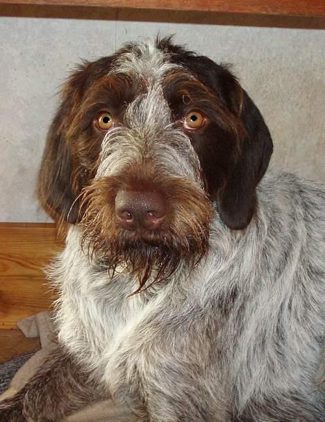 Ruhåret hønsehund Freja. billede 17