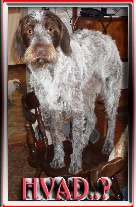 Ruhåret hønsehund Freja. billede 18