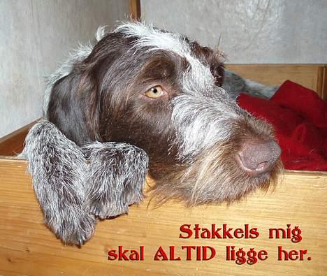 Ruhåret hønsehund Freja. billede 19