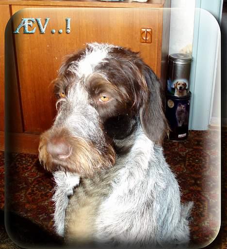 Ruhåret hønsehund Freja. - Kattehale-slips. :) billede 20