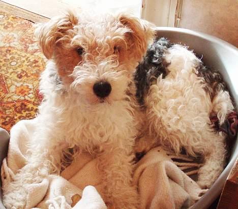 Ruhåret foxterrier Ronja. - En plads i solen. billede 13