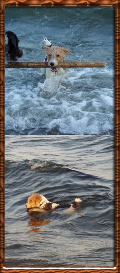 Ruhåret foxterrier Ronja. - "Jeg elsker vand." billede 14