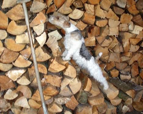 Ruhåret foxterrier Ronja. - Musejagt. billede 15