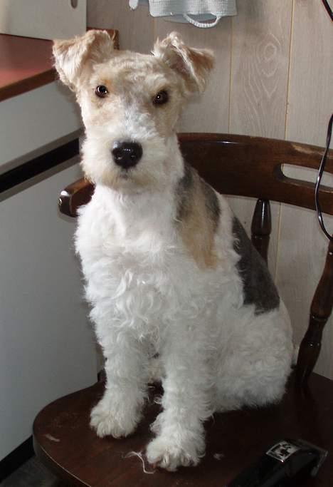 Ruhåret foxterrier Ronja. - Nyklippet. billede 16