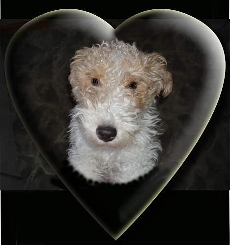 Ruhåret foxterrier Ronja. - Hjerter Dame. billede 17