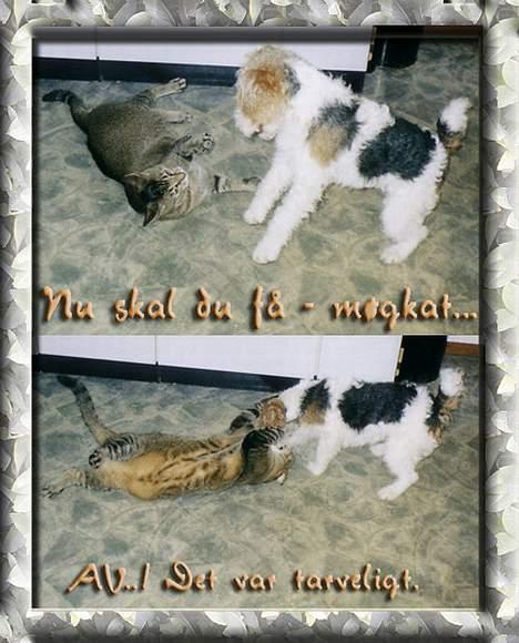 Ruhåret foxterrier Ronja. billede 18