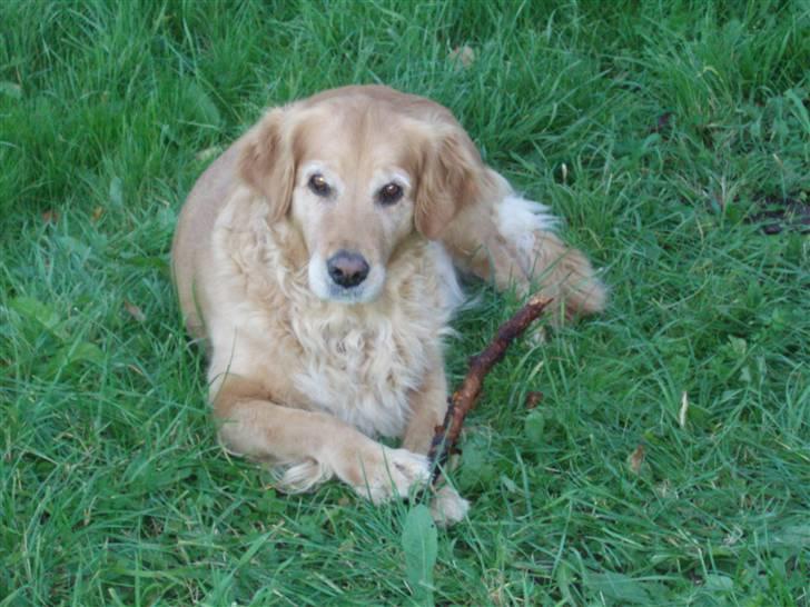 Golden retriever Tessa - Forår 2008 billede 20