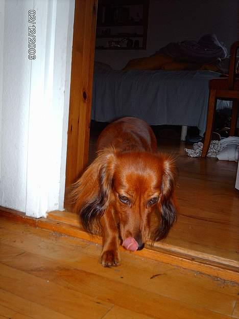 Gravhund Den pal's Sherry billede 13