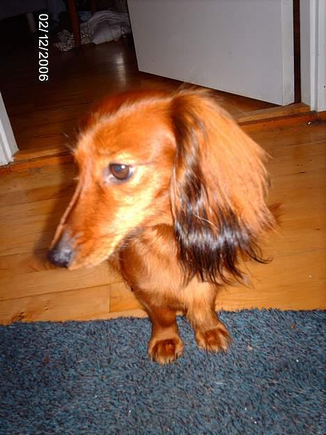 Gravhund Den pal's Sherry billede 14