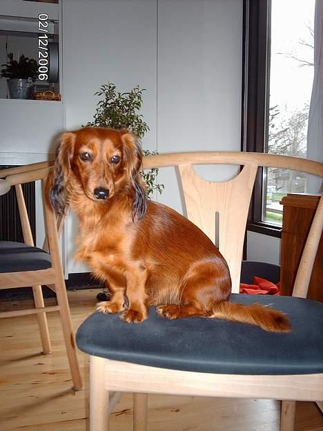 Gravhund Den pal's Sherry billede 15