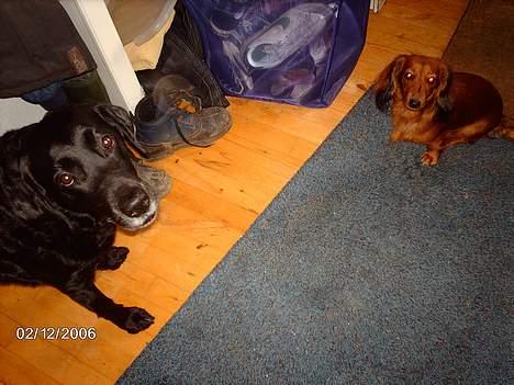 Gravhund Den pal's Sherry billede 16