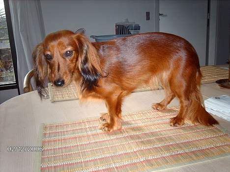 Gravhund Den pal's Sherry billede 17