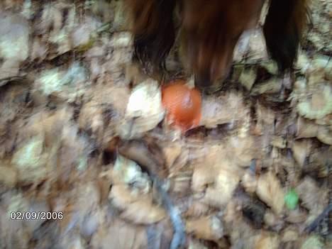 Gravhund Den pal's Sherry billede 18