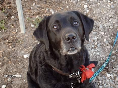 Labrador retriever Fanny - lovely billede 1