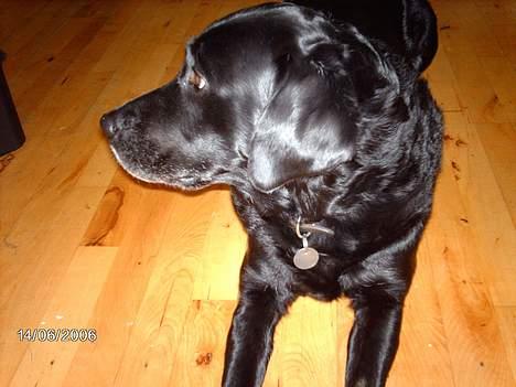 Labrador retriever Fanny billede 2