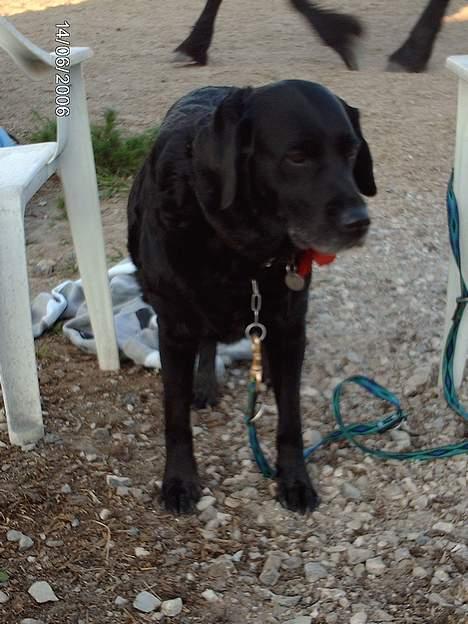 Labrador retriever Fanny billede 3