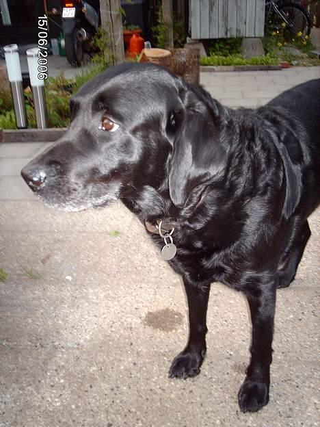 Labrador retriever Fanny billede 4