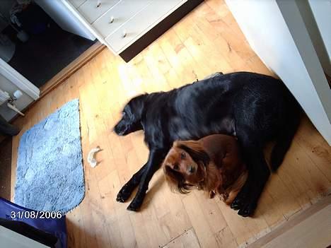 Labrador retriever Fanny - mor fanny billede 6