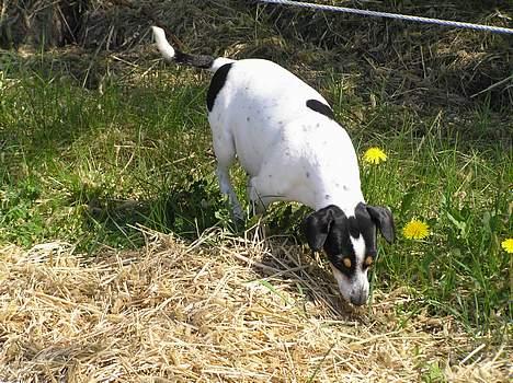 Dansk svensk gaardhund Nux - en god mødig skal man ikke gå af vejen for. billede 9