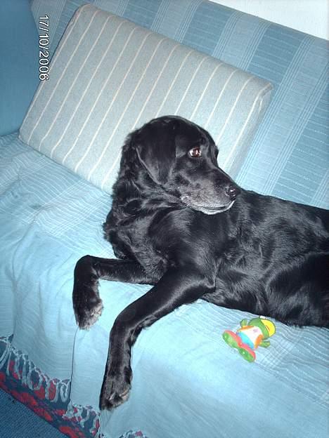 Labrador retriever Fanny billede 8